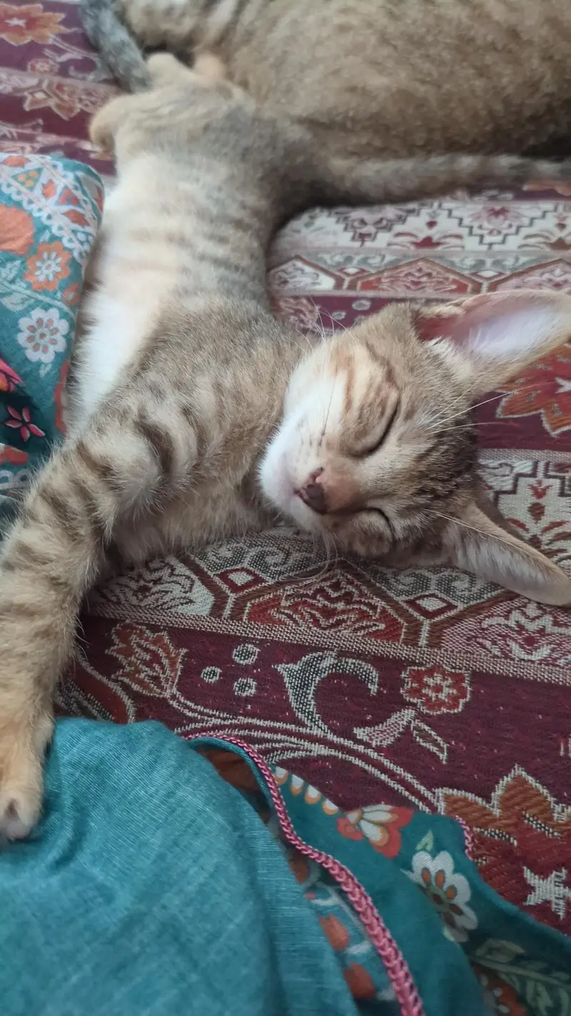 Free Stray cat — photo 2