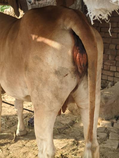 Cow for sale