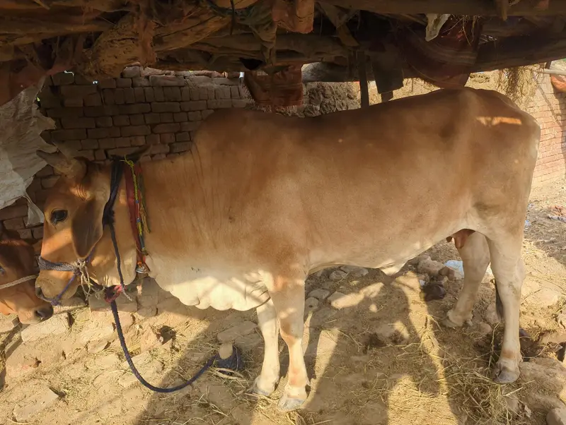 Cow for sale — photo 2