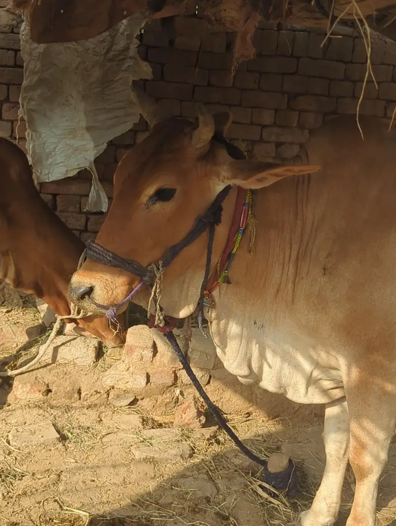 Cow for sale — photo 3