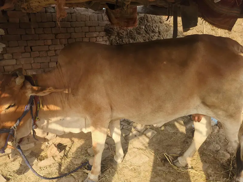 Cow for sale — photo 4
