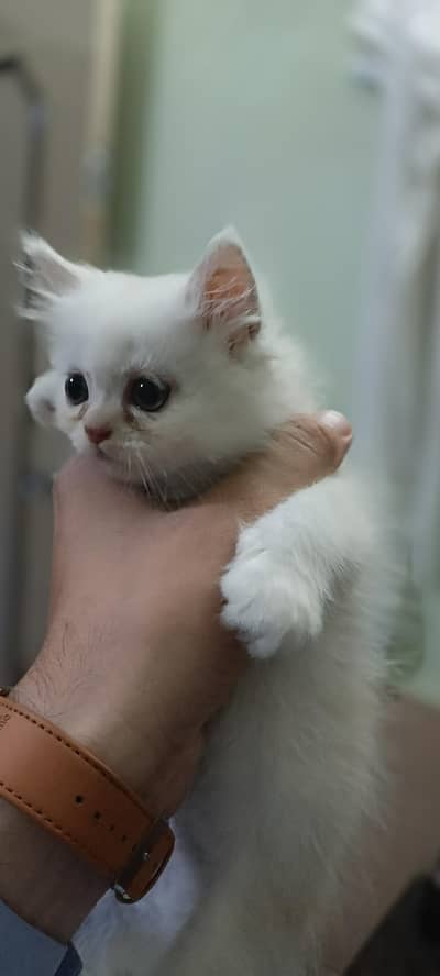 Fluffy white with ginger shade clr extreme punched Persian Kitten