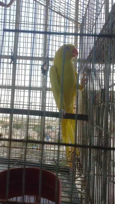 Blue or yellow talking