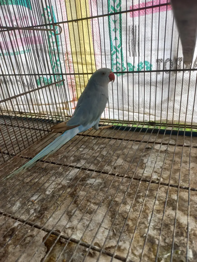 Blue or yellow talking — photo 2