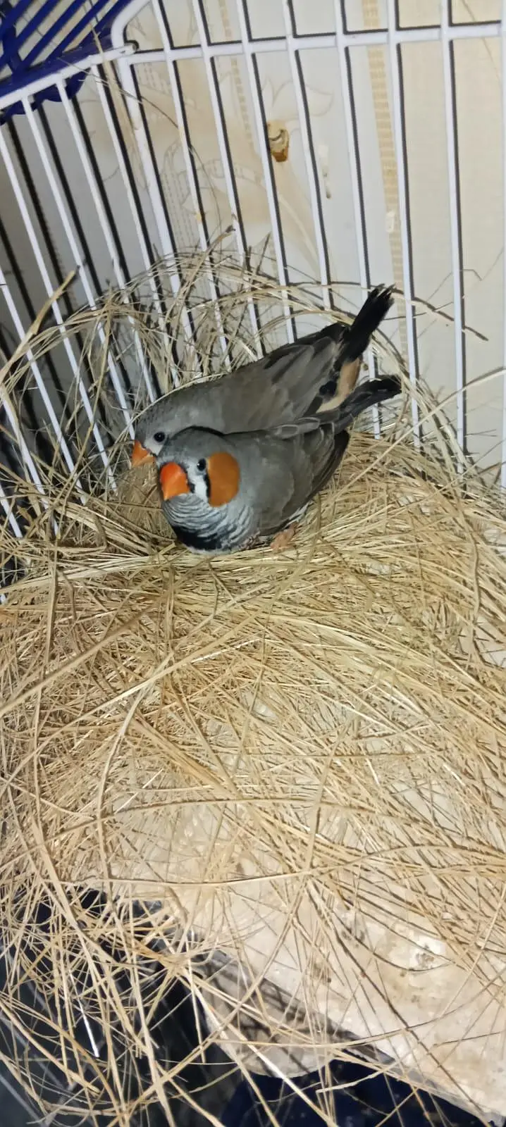 zebra finches — photo 2