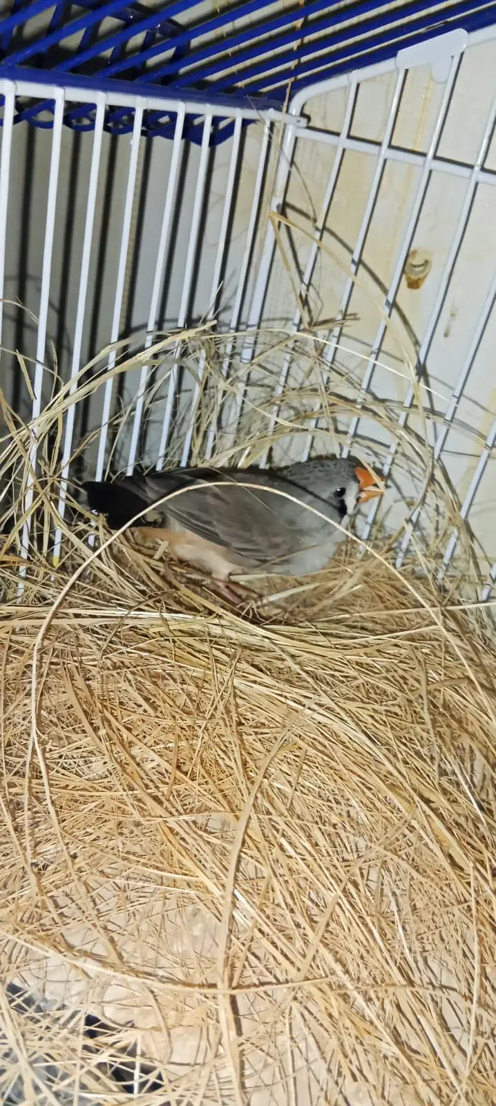 zebra finches — photo 5