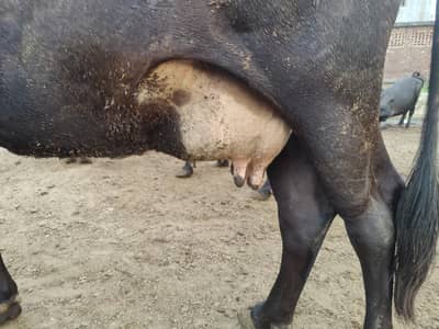 Friesian cross Ghaban Cow Bilkul Tyaar hai