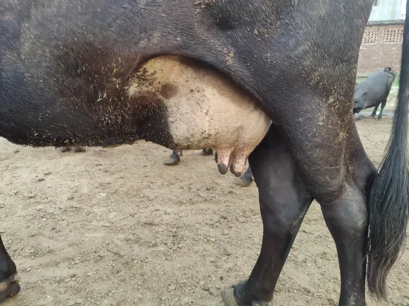 Friesian cross Ghaban Cow Bilkul Tyaar hai