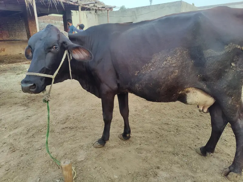 Friesian cross Ghaban Cow Bilkul Tyaar hai — photo 2