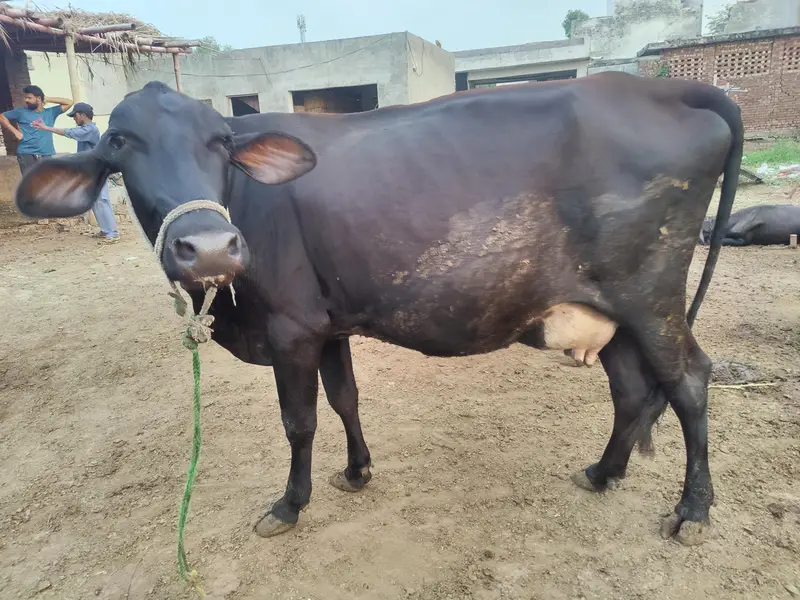 Friesian cross Ghaban Cow Bilkul Tyaar hai — photo 3