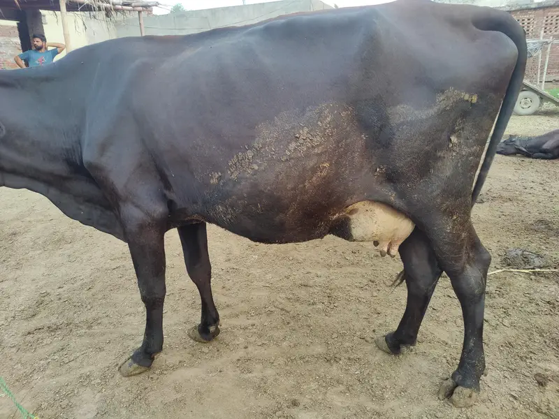 Friesian cross Ghaban Cow Bilkul Tyaar hai — photo 4