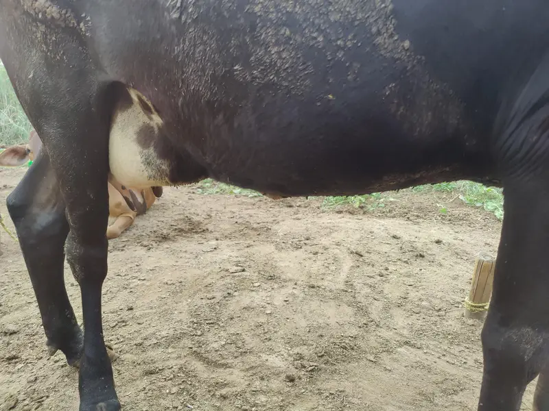 Friesian cross Ghaban Cow Bilkul Tyaar hai — photo 5