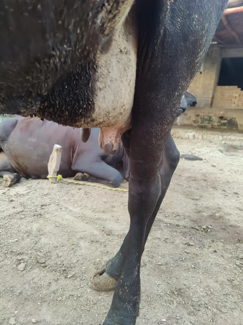 Friesian cross Ghaban Cow Bilkul Tyaar hai — photo 6