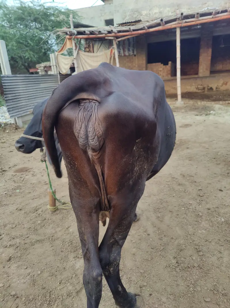 Friesian cross Ghaban Cow Bilkul Tyaar hai — photo 7