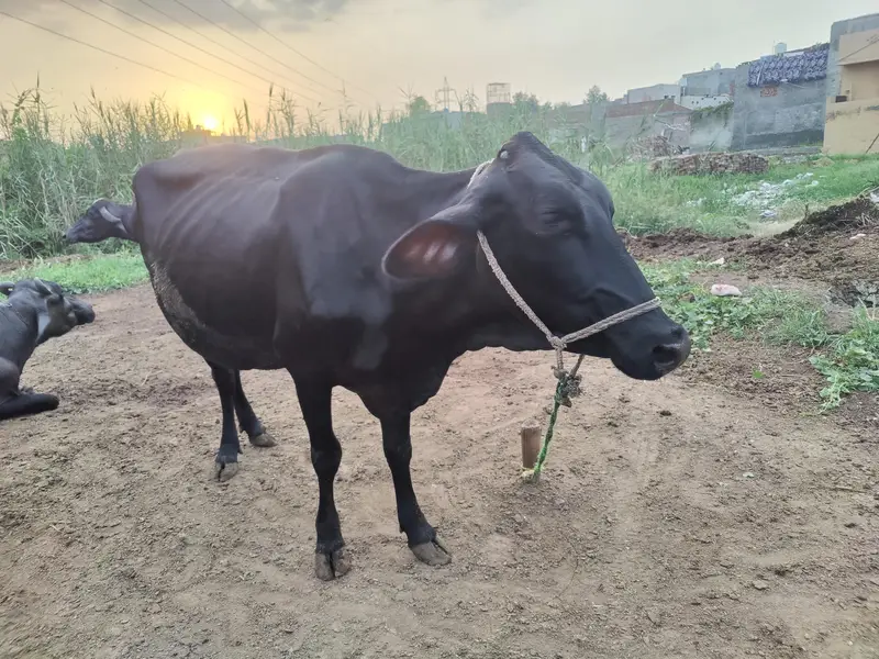 Friesian cross Ghaban Cow Bilkul Tyaar hai — photo 8