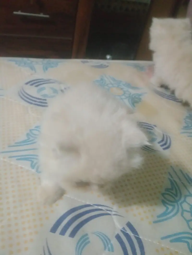 extreme Punch face — photo 7