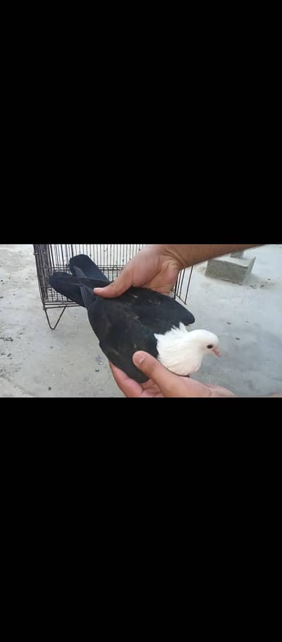 karbalai female