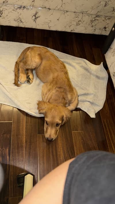 Pedigree Golden Retriever For Sale