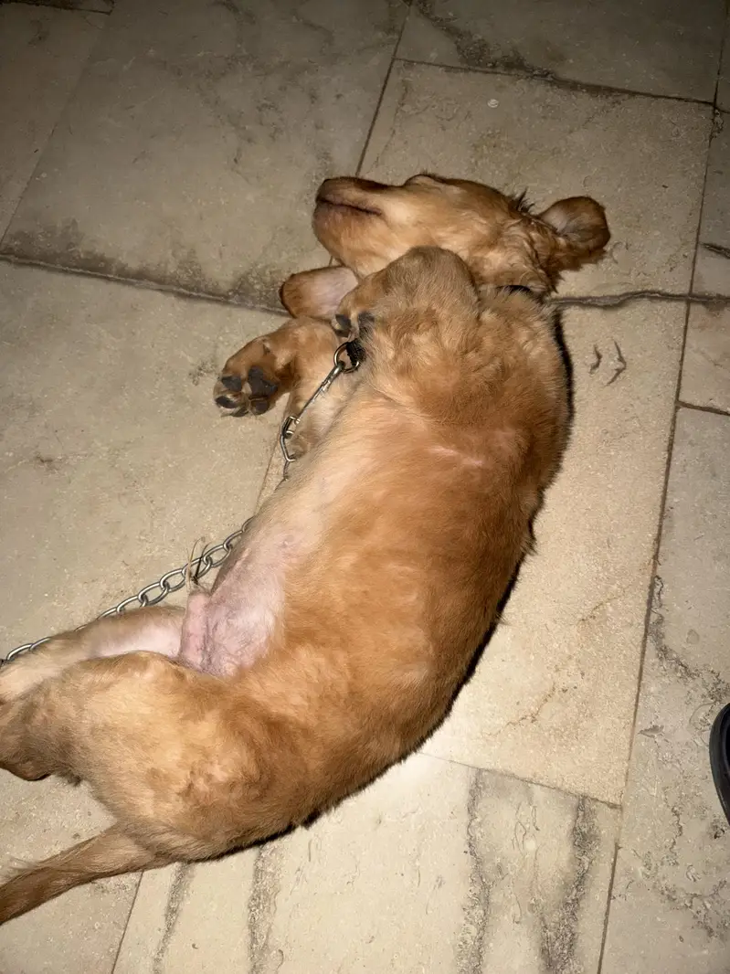 Pedigree Golden Retriever For Sale — photo 2