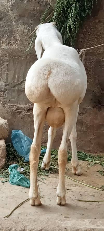 turkey dumba talagang khadri chaki me 6  month call watsup 03113876208