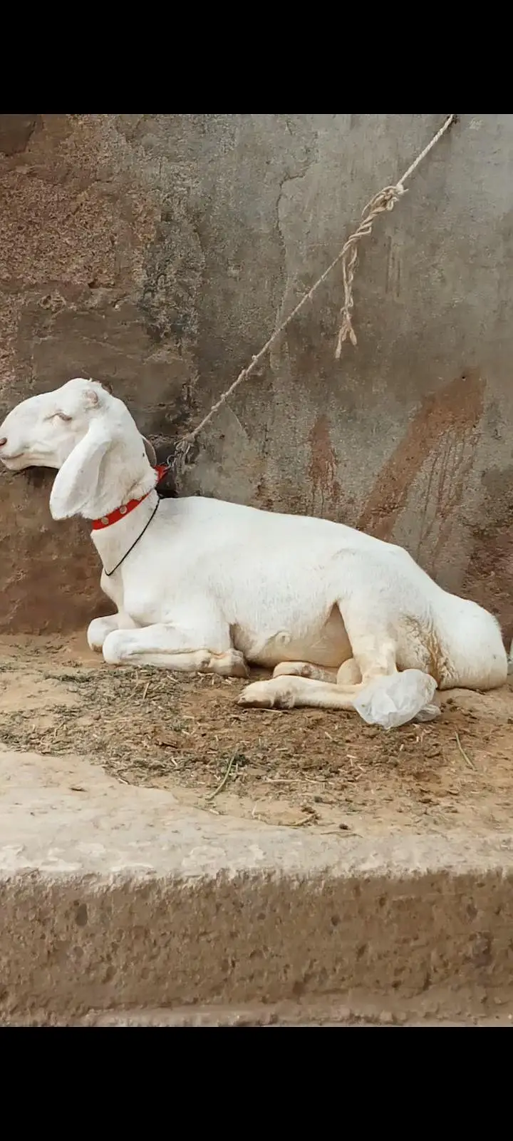 turkey dumba talagang khadri chaki me 6  month call watsup 03113876208 — photo 2