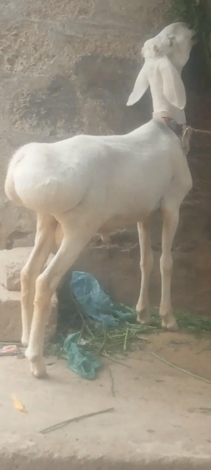 turkey dumba talagang khadri chaki me 6  month call watsup 03113876208 — photo 3