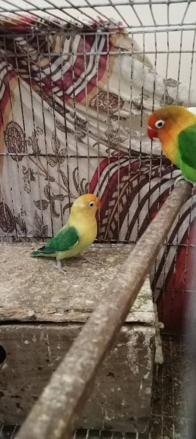 love pair
