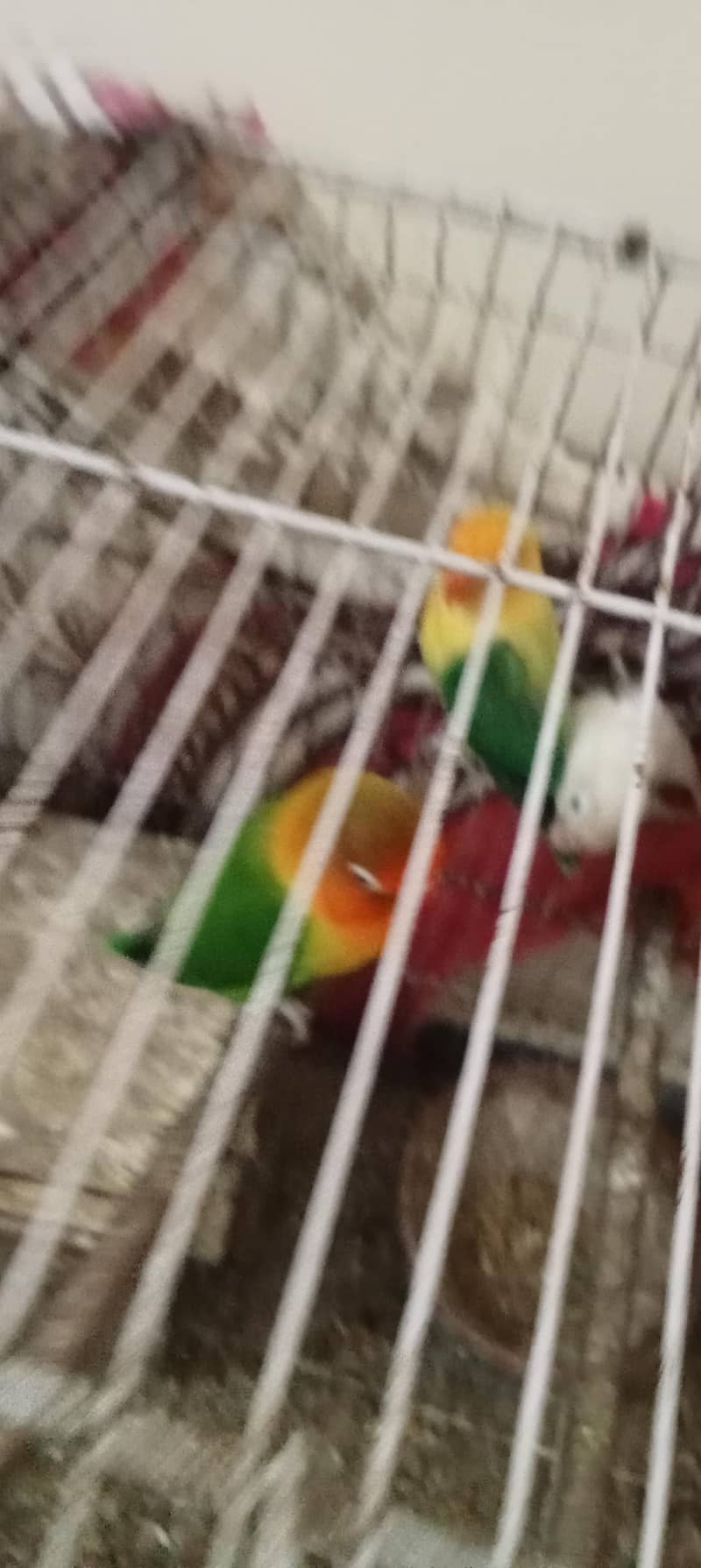 love pair 1