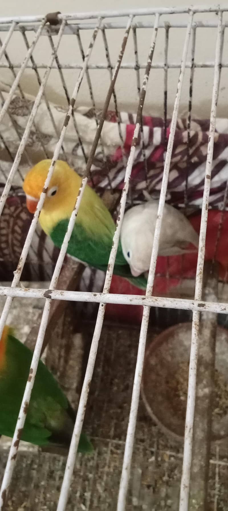 love pair 2
