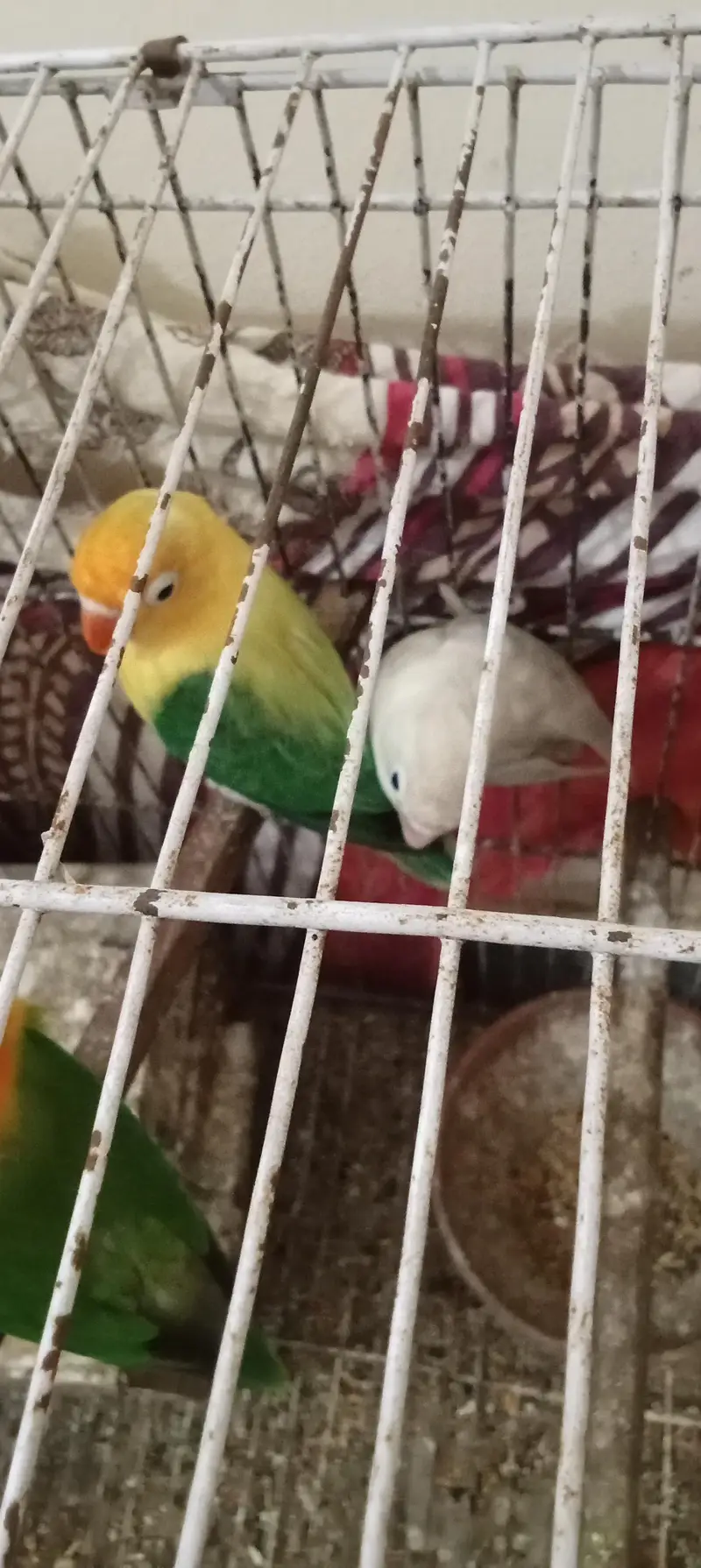 love pair — photo 3