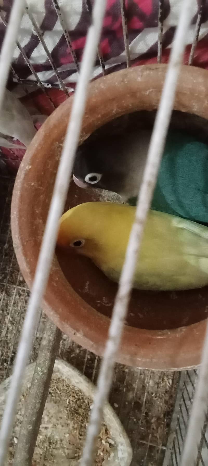 love pair 3
