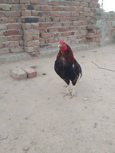 aseel murga