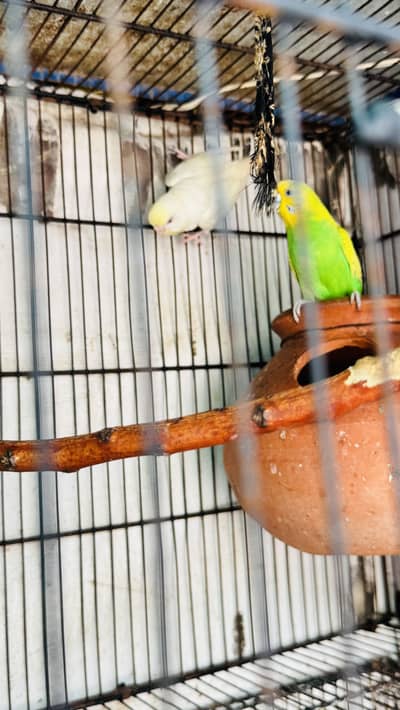 Australian Birds for Sale breeder pairs
