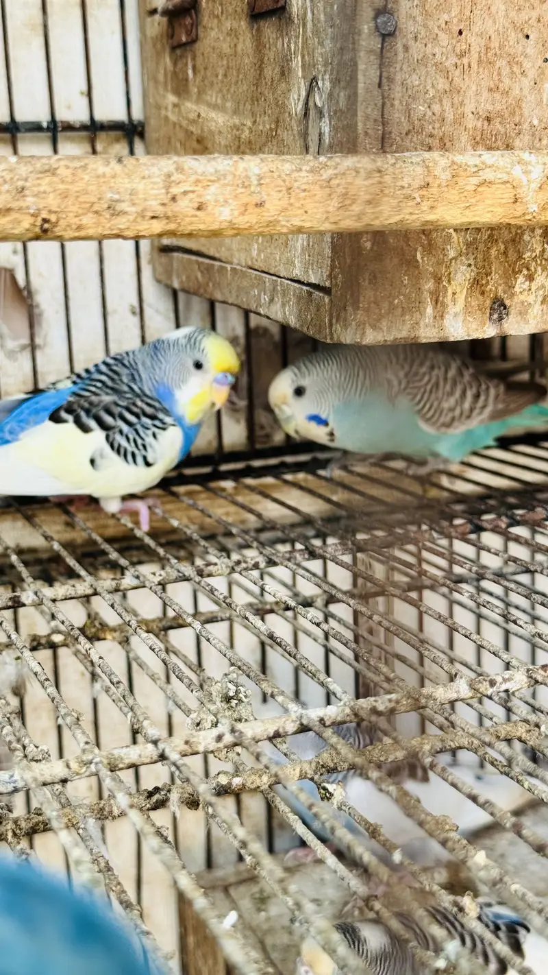 Australian Birds for Sale breeder pairs — photo 2