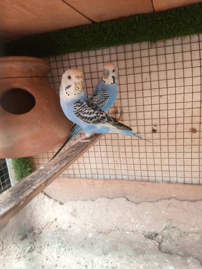 Australian parrots Breeder Pair