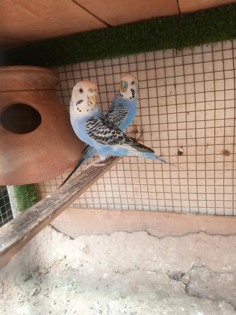 Australian parrots Breeder Pair