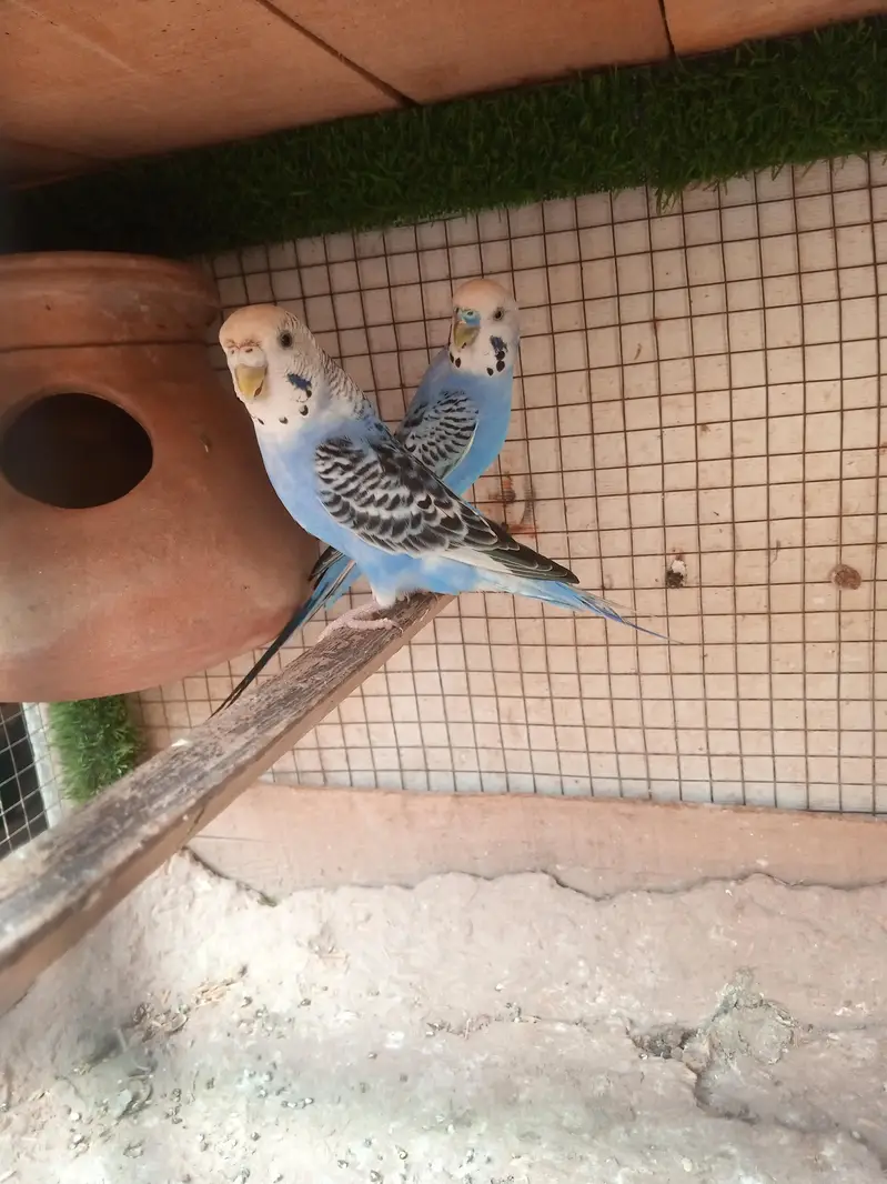 Australian parrots Breeder Pair — photo 2