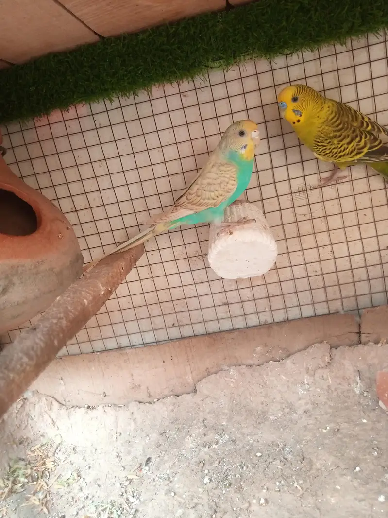 Australian parrots Breeder Pair — photo 3