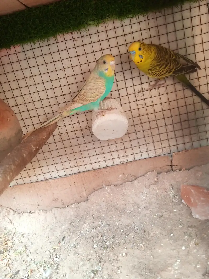 Australian parrots Breeder Pair — photo 4