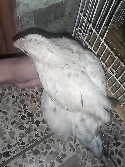 chicks