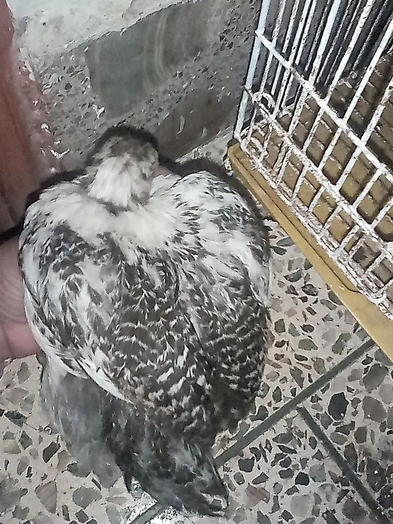 chicks — photo 2