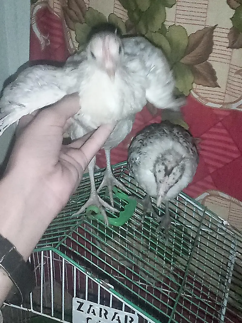 chicks — photo 3