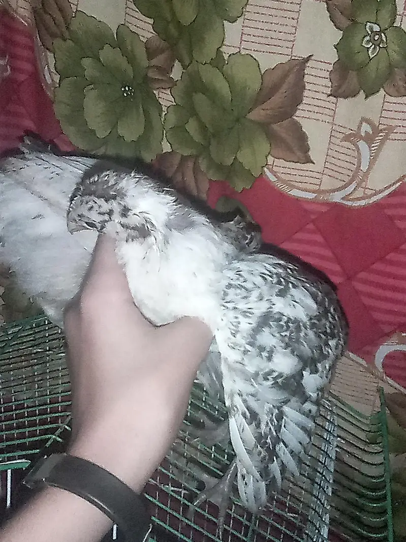 chicks — photo 4