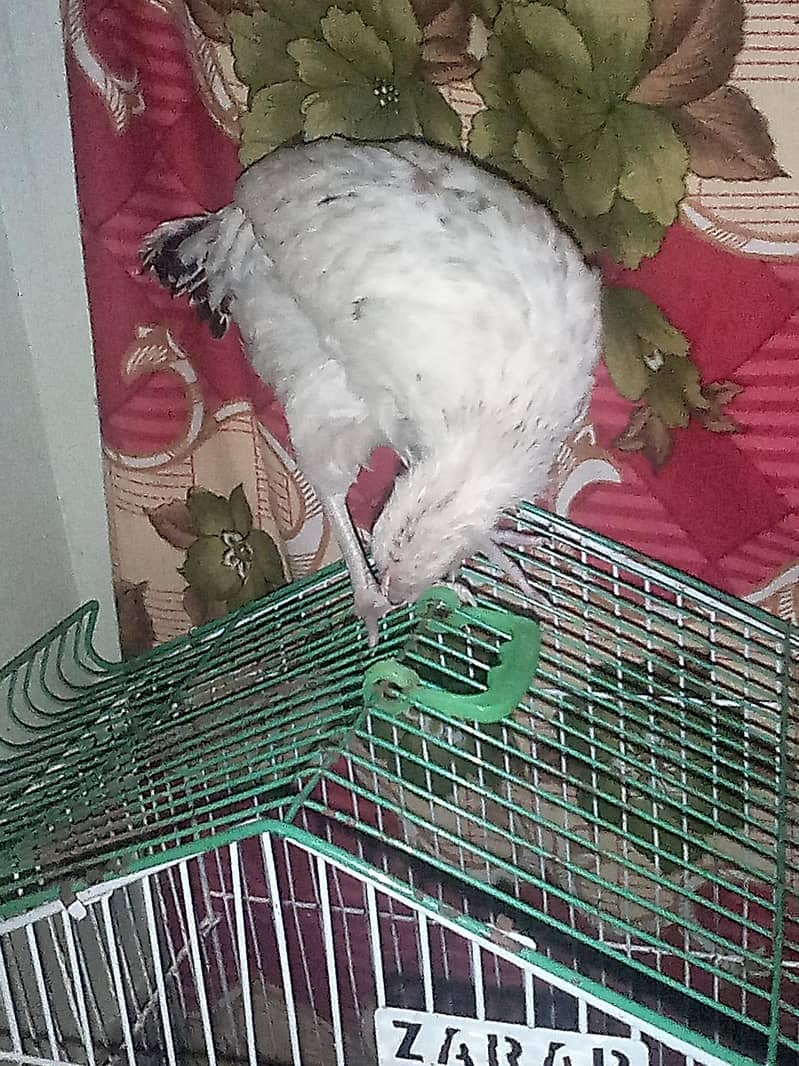 chicks 4