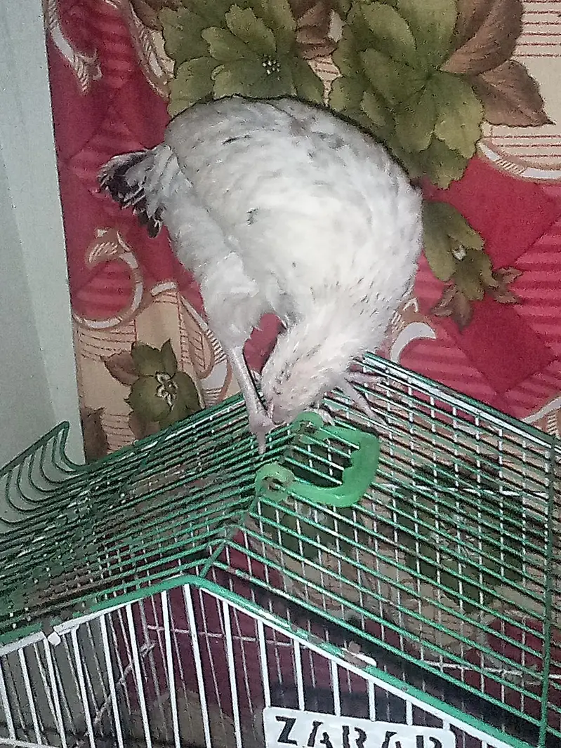 chicks — photo 5