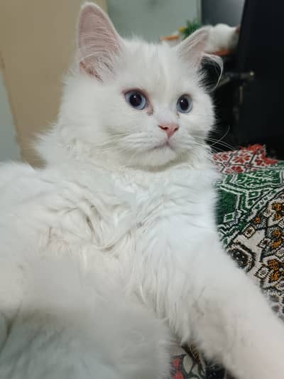 white triple coat white and grey male persian cats