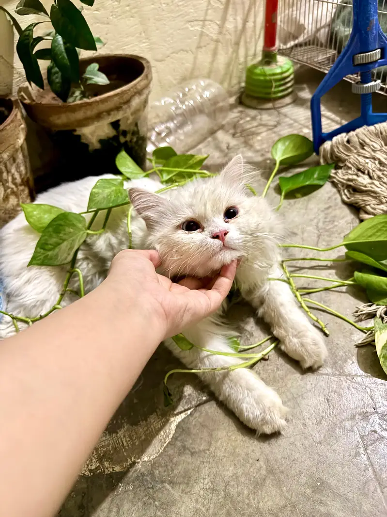 white triple coat white and grey male persian cats — photo 4