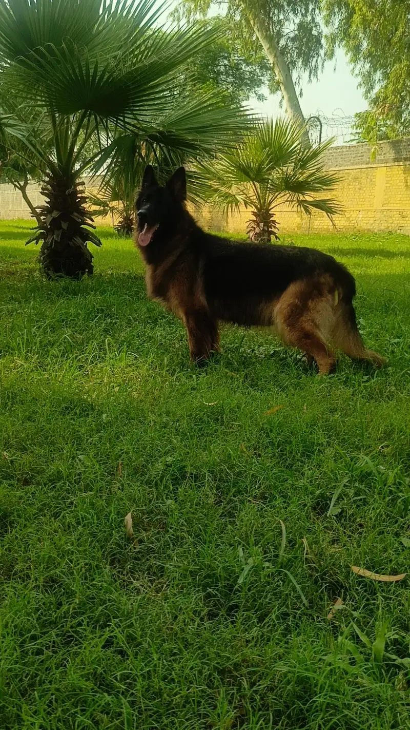German Shepherd Long Cot Female — photo 2