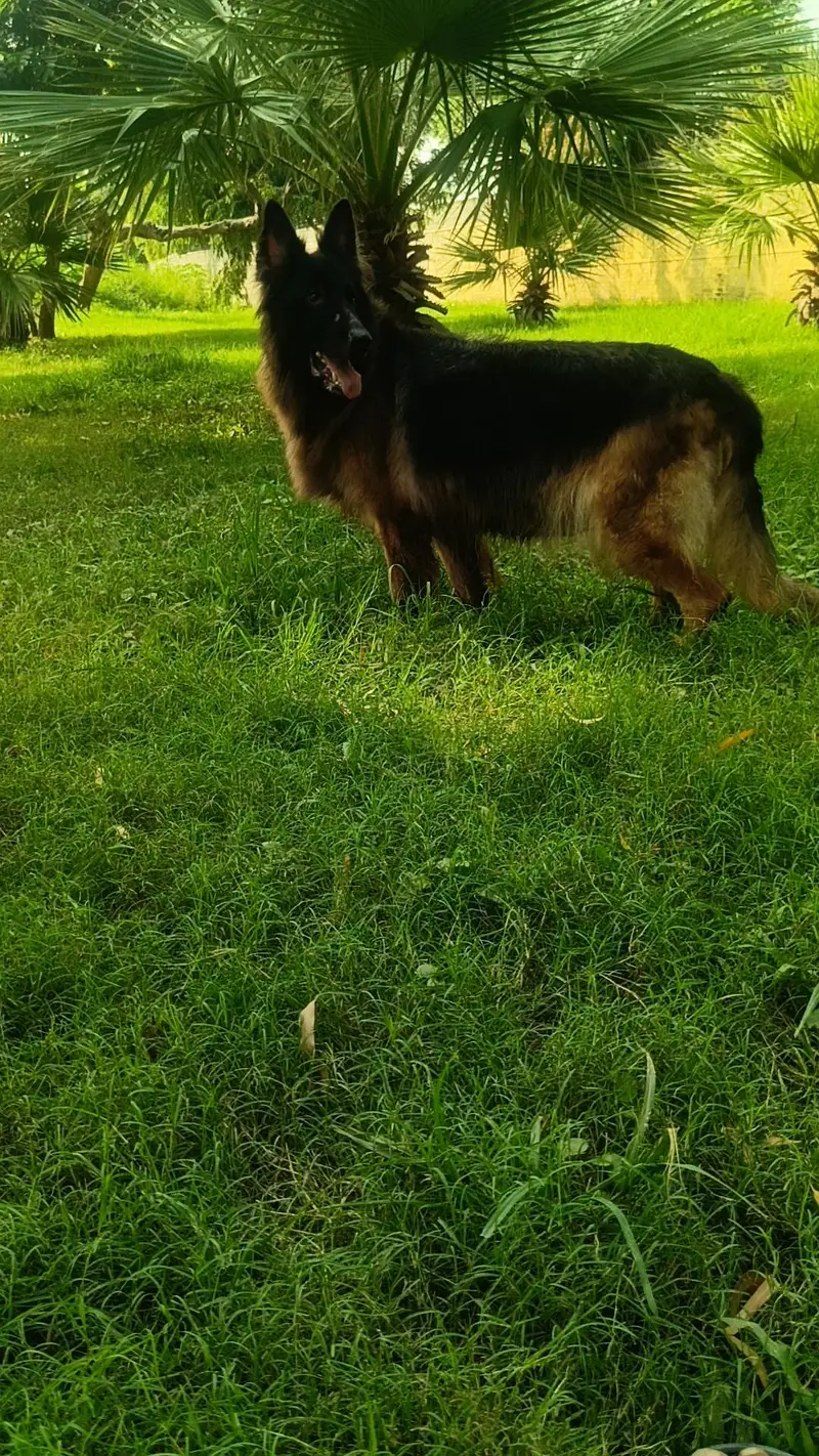 German Shepherd Long Cot Female — photo 5