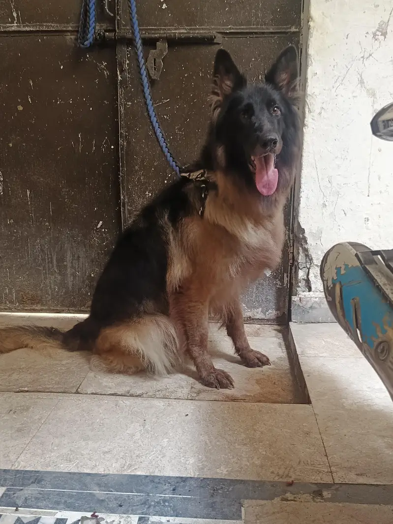 German Shepherd Long Cot Female — photo 6
